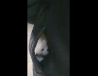 Baby and puppy get carried by dad