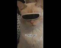 White cat on bed with sunglasses