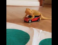 bearded dragon riding toy car