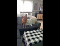 Dogs bark sounds like car starting