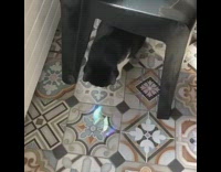 Black white cat pops bubbles colorful tile 