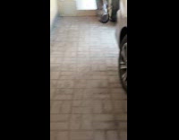 Pigeon tries to fly with stolen bag