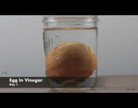 Egg in Vinegar Experiment for a long period of time