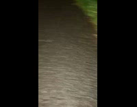 Two frogs face to face each other