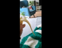 Dog stares at banana fruit of filmer
