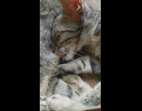 Kitten nurses suckles mom cat laying outside