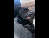 Puppys adult teeth growing lips gets stuck