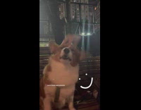 Brown white corgi dog getting head massage