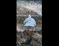 Weird duck pecks and eat own feathers