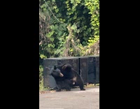 Black bear scratching back