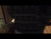 Pet dog trained to close the cabinets in the kitchen