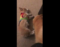 corgi dog in rainbow sweater rolling on floor