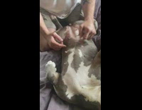 Grey white dog lays back nipples guy 