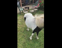 Brown dog climb over back of pony