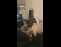 Two pet dogs pull toy rope bedroom