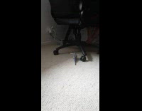 Bird loves pens bites while walking around