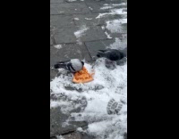 Two pigeons eat pizza on ground snow