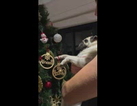 Owner puts ornament on christmas tree with pug