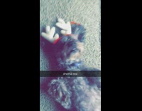MUSIC Dog laying on carpet with reindeer antlers on