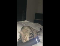 Cat Smothers its Face on Massage Gun at Bed