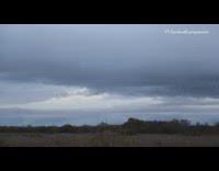 Group of birds fly in circle together 