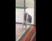 Cat ignores dog stand and scratch door