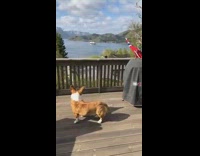 Corgi dog howls at boat horn 