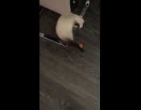Cat playing with ball