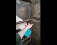 Cow use tongue to open metal gate