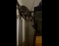 Cat Falls Down from Heist to Aquarium