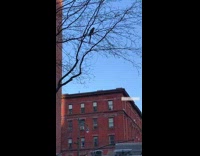 People look up at bird in tree 