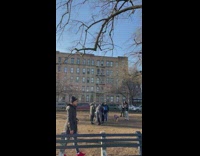 Woman yells at dog owners for taking over park part 1