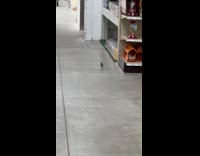 Small bird roam inside Menards store part 1