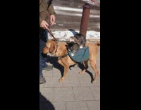 Collab Clips mpugc - Rat on cat on dog pees on woman in pink