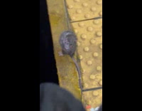 Rat lick self on station beside train