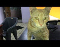 Cat Squints over Camera Flash and Tries to Reach it