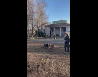 Brown dog running in park trips woman 