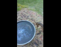 Dog play with ball on bird bath