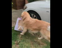 Golden retriever carries shopping bags from car into house