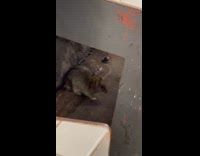 A rat under the subway seat