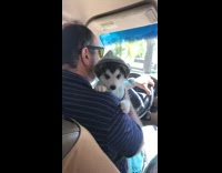 Man holds husky dog jacket driving