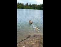 Excited Dog Excitedly Jumps in Clear River
