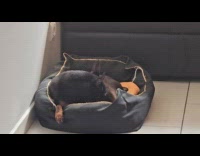 Dog biting its own leg 