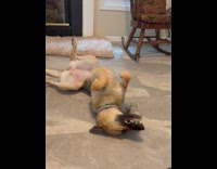 Dog lay on floor bite plushy toy