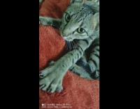 Grey brown cat kneads red blanket claws