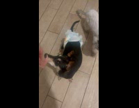 Collab PLC - Person feed dog and cat some ham