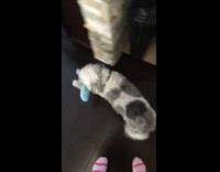 white grey dog walks on wooden floor with blue stuffed toy in mouth 