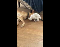 Kitten play with dog lay on floor