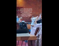 Dog in chair inside the coffee shop