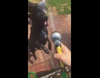 dog trying to drink water 